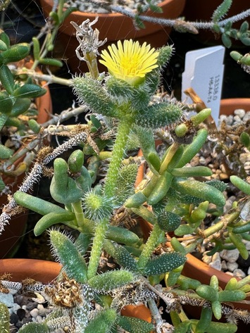 preview Delosperma (c.f.) echinatum (Lamarck) Schwantes